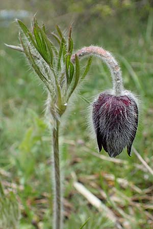 Pulsatilla montana subsp. montana / Mountain Pasque-Flower, F Champcella 29.4.2023