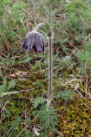 Pulsatilla montana subsp. montana \ Berg-Kuhschelle / Mountain Pasque-Flower, F Champcella 29.4.2023