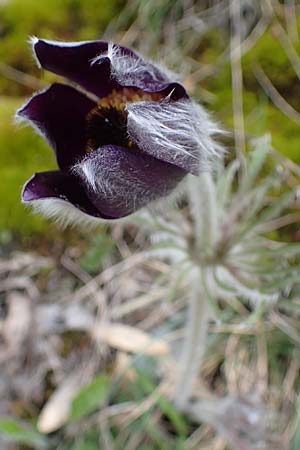 Pulsatilla montana subsp. montana \ Berg-Kuhschelle / Mountain Pasque-Flower, F Champcella 29.4.2023