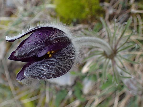 Pulsatilla montana subsp. montana \ Berg-Kuhschelle / Mountain Pasque-Flower, F Champcella 29.4.2023