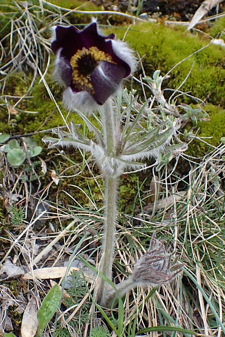 Pulsatilla montana subsp. montana / Mountain Pasque-Flower, F Champcella 29.4.2023