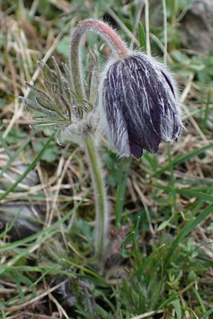 Pulsatilla montana subsp. montana / Mountain Pasque-Flower, F Champcella 29.4.2023