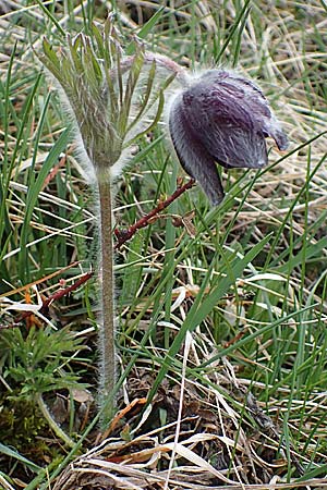 Pulsatilla montana subsp. montana / Mountain Pasque-Flower, F Champcella 29.4.2023