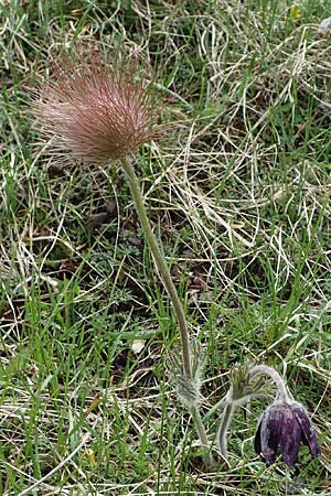 Pulsatilla montana subsp. montana / Mountain Pasque-Flower, F Champcella 29.4.2023