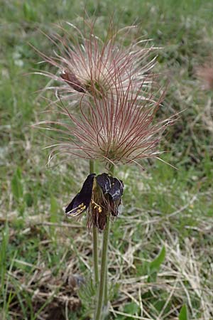 Pulsatilla montana subsp. montana / Mountain Pasque-Flower, F Champcella 29.4.2023