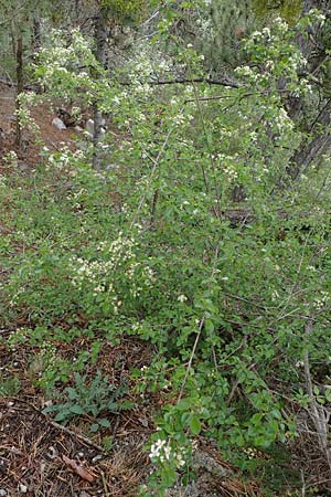 Prunus mahaleb \ Felsenkirsche, Stein-Weichsel, F Guillestre 30.4.2023