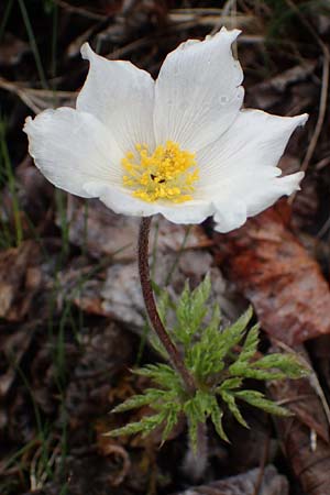 Pulsatilla alpina subsp. millefoliata \ Vielzipfelige Alpen-Kuhschelle / Manyleaf Western Alpine Pasque-Flower, F Col de Vars 30.4.2023