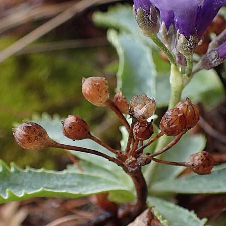 Primula marginata \ Gewelltrandige Primel, F L'Authion 1.5.2023