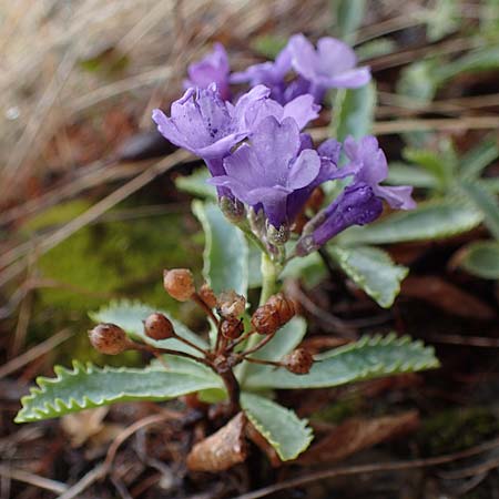 Primula marginata \ Gewelltrandige Primel / Marginate Primrose, F L'Authion 1.5.2023