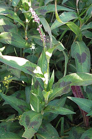 Persicaria lapathifolia \ Ampfer-Knterich / Pale Persicaria, F Mouries 9.6.2006