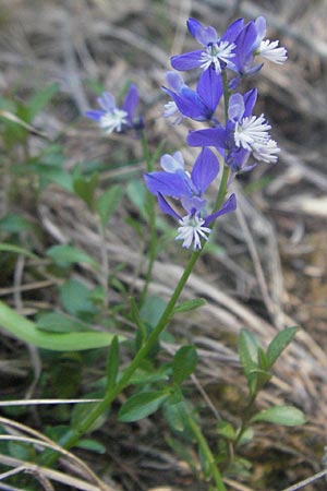 Polygala vulgaris \ Gewhnliche Kreuzblume, Gewhnliches Kreuzblmchen / Common Milkwort, F Serres 10.6.2006