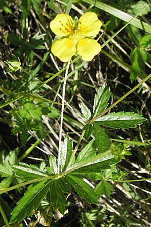 Potentilla erecta / Tormentil, F Allevard 11.6.2006