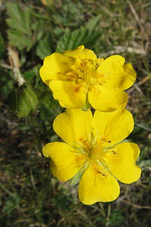 Potentilla aurea \ Gold-Fingerkraut / Golden Cinquefoil, F Pyrenäen/Pyrenees, Eyne 9.8.2006