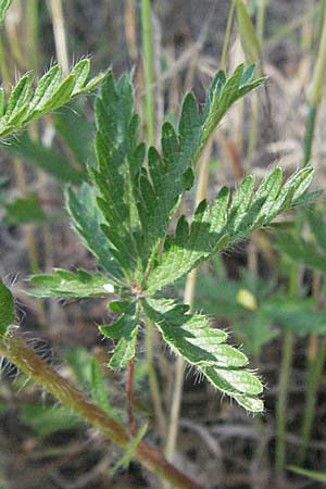 Potentilla pedata \ Langhaar-Fingerkraut, Fublttriges Fingerkraut, F Maures, Bois de Rouquan 12.5.2007