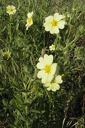 Potentilla pedata \ Langhaar-Fingerkraut, Fublttriges Fingerkraut, F Maures, Bois de Rouquan 12.5.2007