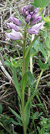 Polygala comosa \ Schopfige Kreuzblume, Schopfiges Kreuzblmchen, F Pyrenäen, Eyne 14.5.2007