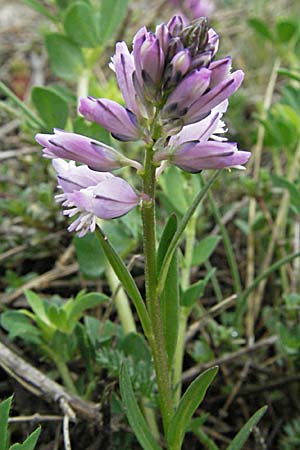 Polygala comosa \ Schopfige Kreuzblume, Schopfiges Kreuzblmchen / Tufted Milkwort, F Pyrenäen/Pyrenees, Eyne 14.5.2007