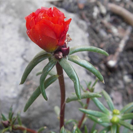 Portulaca grandiflora \ Portulak-Rschen, F Cirque de Navacelles 30.5.2009