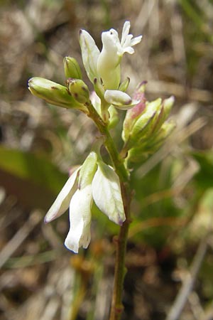 Polygala vulgaris \ Gewhnliche Kreuzblume, Gewhnliches Kreuzblmchen / Common Milkwort, F Bitche 10.7.2010