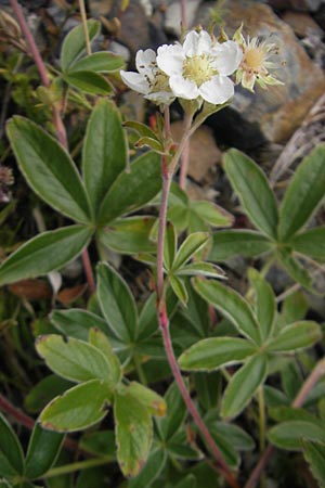 Potentilla alchemilloides \ Weies Pyrenen-Fingerkraut / Alchemilla-Leaved Cinquefoil, Pyrenean Cinquefoil, F Pyrenäen/Pyrenees, Gourette 25.8.2011