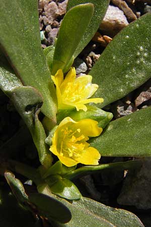 Portulaca oleracea agg. \ Wilder Portulak, F Lauterbourg 8.9.2012