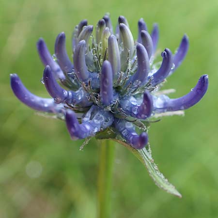 Phyteuma orbiculare / Round-Headed Rampion, F Col de la Bonette 8.7.2016