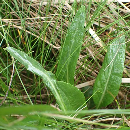 Phyteuma orbiculare \ Kugel-Rapunzel, F Col de la Bonette 8.7.2016