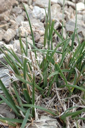 Poa molinerii \ Inneralpen-Rispengras, F Col de la Bonette 8.7.2016