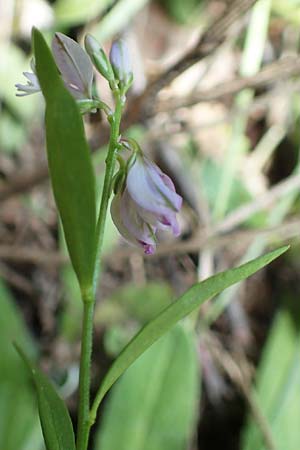 Polygala comosa \ Schopfige Kreuzblume, Schopfiges Kreuzblmchen, F Pyrenäen, Canigou 24.7.2018