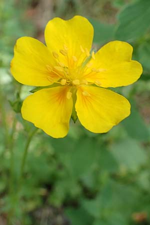 Potentilla pyrenaica \ Pyrenen-Fingerkraut / Pyrenean Cinquefoil, F Pyrenäen/Pyrenees, Eyne 4.8.2018