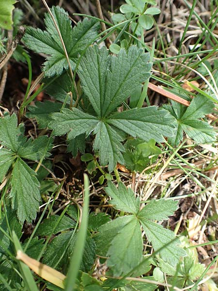 Potentilla pyrenaica \ Pyrenen-Fingerkraut, F Pyrenäen, Eyne 4.8.2018