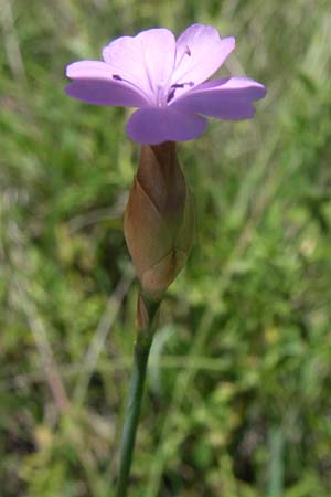 Petrorhagia prolifera \ Sprossende Felsennelke, Sprossendes Nelkenkpfchen / Proliferous Pink, F La-Palud-sur-Verdon 23.6.2008