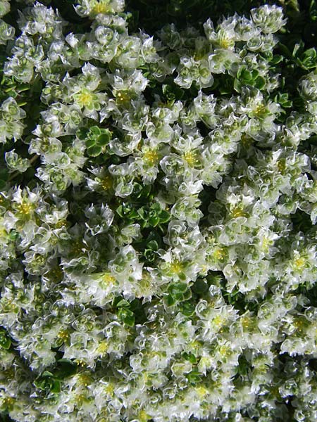 Paronychia polygonifolia \ Knterich-Nagelkraut / Knotgrass-Leaved Nailwort, F Col de Lautaret Botan. Gar. 28.6.2008