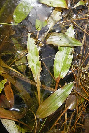 Potamogeton polygonifolius \ Knterich-Laichkraut / Bog Pontweed, F Bitche 10.7.2010