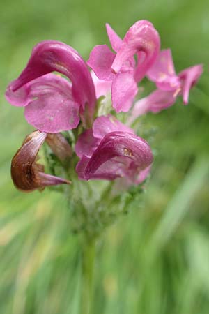 Pedicularis pyrenaica \ Pyrenen-Lusekraut, F Pyrenäen, Mont Llaret 31.7.2018