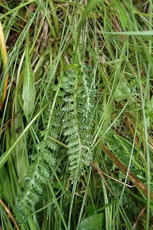 Pedicularis pyrenaica \ Pyrenen-Lusekraut, F Pyrenäen, Mont Llaret 31.7.2018