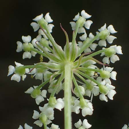 Peucedanum palustre \ Sumpf-Haarstrang, F Bitche 15.8.2021