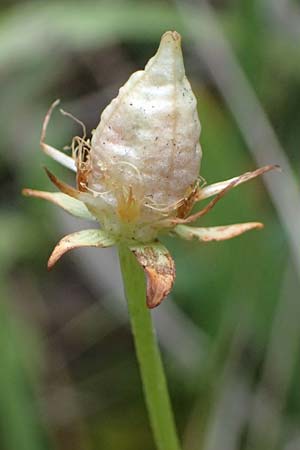 Parnassia palustris \ Sumpf-Herzblatt, Studentenrschen / Grass of Parnassus, F St. Disdier 9.10.2021