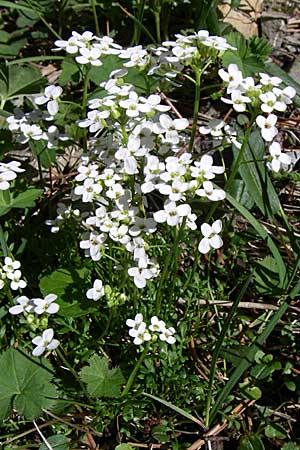 Hornungia alpina \ Alpen-Steinkresse, F Pyrenäen, Eyne 25.6.2008