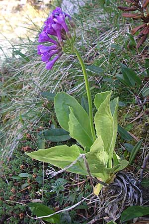 Primula latifolia \ Breitblttrige Primel, F Pyrenäen, Eyne 25.6.2008