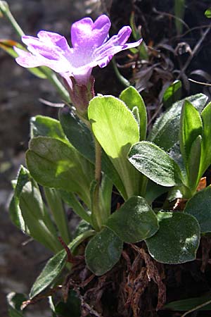 Primula integrifolia \ Ganzblttrige Primel / Entire-Leaved Primrose, F Pyrenäen/Pyrenees, Eyne 25.6.2008