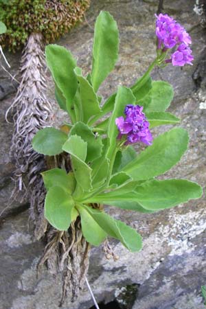 Primula latifolia \ Breitblttrige Primel / Viscid Primrose, F Pyrenäen/Pyrenees, Eyne 25.6.2008