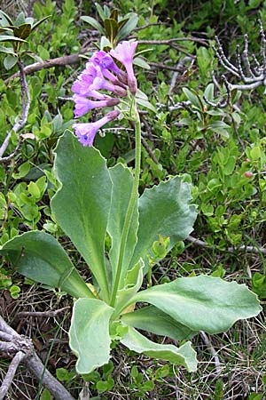 Primula latifolia \ Breitblttrige Primel, F Pyrenäen, Eyne 25.6.2008