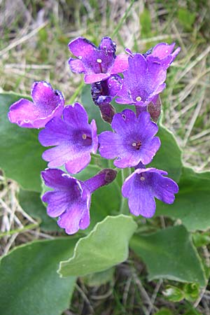 Primula latifolia \ Breitblttrige Primel, F Pyrenäen, Eyne 25.6.2008