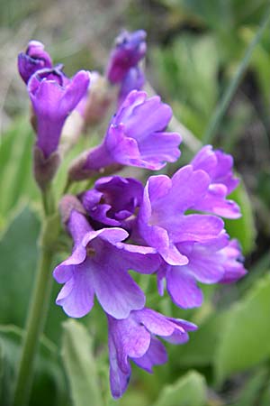 Primula latifolia \ Breitblttrige Primel, F Pyrenäen, Eyne 25.6.2008