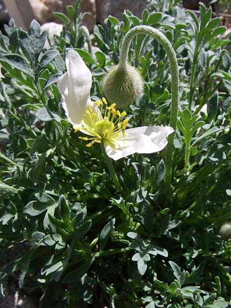 Papaver sendtneri \ Sendtners Alpen-Mohn / Salzburg Alpine Poppy, F Col de Lautaret Botan. Gar. 28.6.2008