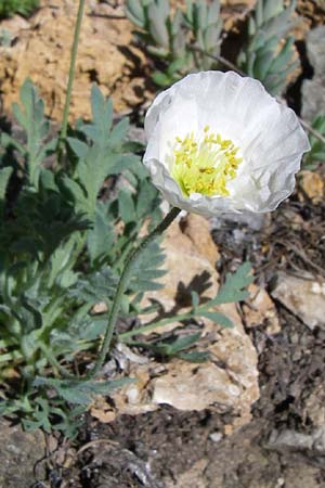 Papaver sendtneri \ Sendtners Alpen-Mohn / Salzburg Alpine Poppy, F Col de Lautaret Botan. Gar. 28.6.2008