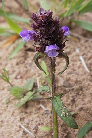 Prunella vulgaris \ Gemeine Braunelle, Kleine Braunelle, F Bitche 25.6.2011