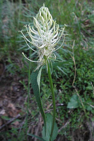 Phyteuma spicatum \ Weie Teufelskralle, hrige Teufelskralle, F Mont Aigoual 8.6.2006