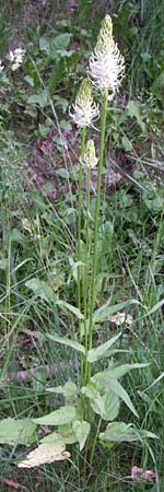 Phyteuma spicatum / Spiked Rampion, F Pyrenees, Eyne 24.6.2008